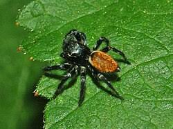 Attēlu rezultāti vaicājumam “Xanthogramma sp.”