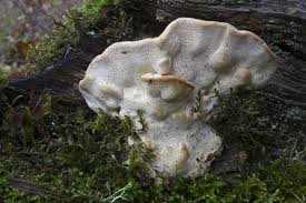 Attēlu rezultāti vaicājumam “Trametes gibbosa”