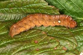 Attēlu rezultāti vaicājumam “Habrosyne pyritoides”