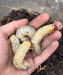 Attēlu rezultāti vaicājumam “Oryctes nasicornis larva”
