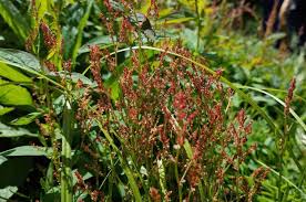 Attēlu rezultāti vaicājumam “Rumex acetosella leaf”