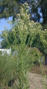 Attēlu rezultāti vaicājumam “Erigeron canadensis”