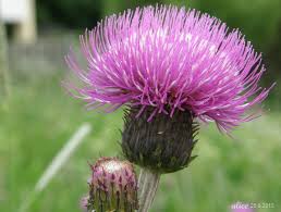 Attēlu rezultāti vaicājumam “Cirsium heterophyllum flower”