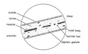 Image result for human hair microscope image