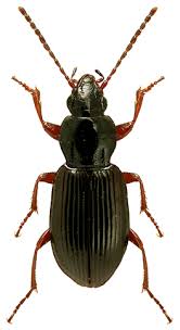 Attēlu rezultāti vaicājumam “Pterostichus sp.”