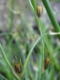Attēlu rezultāti vaicājumam “Juncus bufonius bud”