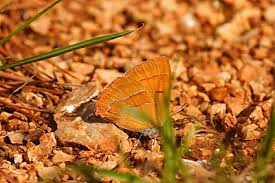 Attēlu rezultāti vaicājumam “Thecla betulae”