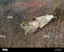 Attēlu rezultāti vaicājumam “Aphomia sociella male”