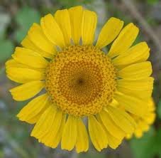 Image result for Anthemis tinctoria