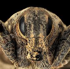 Attēlu rezultāti vaicājumam “Cleonis pigra”