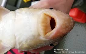 Image result for Moxostoma carinatum