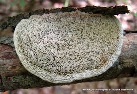 Attēlu rezultāti vaicājumam “Daedaleopsis confragosa”