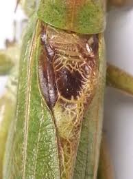 Attēlu rezultāti vaicājumam “Tettigonia viridissima”