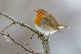Attēlu rezultāti vaicājumam “Erithacus rubecula eggs”