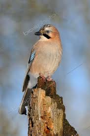 Attēlu rezultāti vaicājumam “Garrulus glandarius”