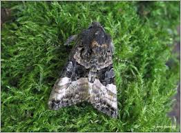 Attēlu rezultāti vaicājumam “Euplexia lucipara”