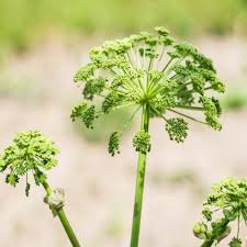 Image result for Angelica archangelica
