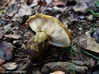 Attēlu rezultāti vaicājumam “Lactarius necator”