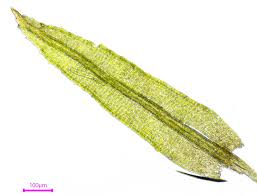 Attēlu rezultāti vaicājumam “Saelania glaucescens”