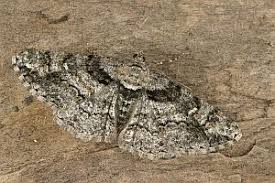 Attēlu rezultāti vaicājumam “Cleora cinctaria”