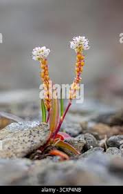 Attēlu rezultāti vaicājumam “Bistorta vivipara flower”