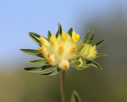 Attēlu rezultāti vaicājumam “Anthyllis arenaria flower”