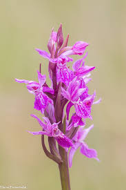 Attēlu rezultāti vaicājumam “Dactylorhiza traunsteineri”