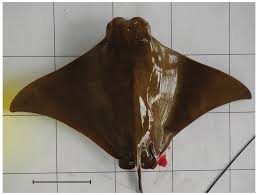 Image result for Rhinoptera bonasus