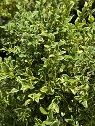 Attēlu rezultāti vaicājumam “Buxus sempervirens”