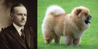 Znalezione obrazy dla zapytania chow