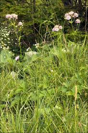 Attēlu rezultāti vaicājumam “Astrantia major fruit”