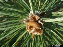 Attēlu rezultāti vaicājumam “Proutia betulina larva”