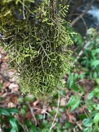 Attēlu rezultāti vaicājumam “Porella platyphylla macro”