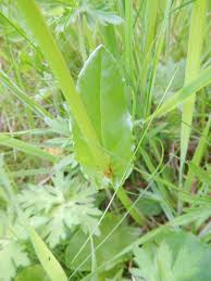 Attēlu rezultāti vaicājumam “Rumex acetosa bud”