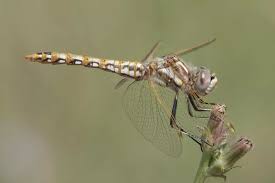 Attēlu rezultāti vaicājumam “Sympetrum”