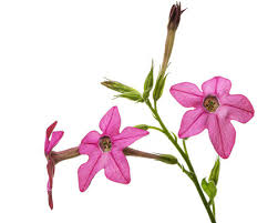 Image result for Nicotiana x sanderae