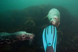 Image result for Wyndley Seals Snorkelling Club