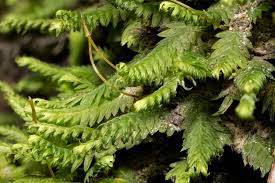 Attēlu rezultāti vaicājumam “Fissidens”