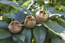 Attēlu rezultāti vaicājumam “Mespilus germanica”