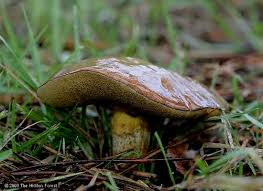 Attēlu rezultāti vaicājumam “Suillus granulatus”