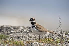 Image result for Charadrius vociferus