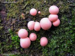 Attēlu rezultāti vaicājumam “Lycogala epidendrum aggr.”