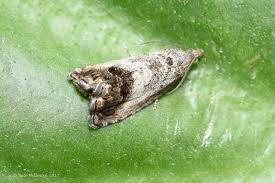 Attēlu rezultāti vaicājumam “Cydia splendana”