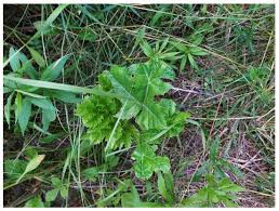 Attēlu rezultāti vaicājumam “Heracleum sosnowskyi leaf”