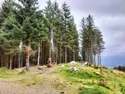 Image result for Go Ape! Whinlatter