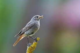 Attēlu rezultāti vaicājumam “Phoenicurus ochruros female”