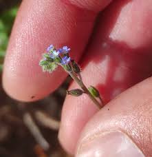 Attēlu rezultāti vaicājumam “Myosotis ramosissima”
