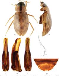 Attēlu rezultāti vaicājumam “Enochrus affinis”