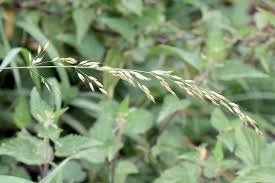 Attēlu rezultāti vaicājumam “Arrhenatherum elatius”