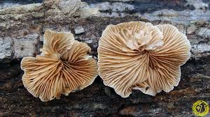 Attēlu rezultāti vaicājumam “Crepidotus versutus”